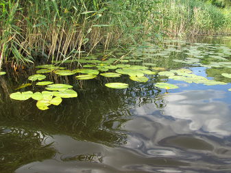 Yellow Water-lily (Nuphar lutea)