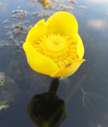Кубышка жёлтая (Nuphar lutea)