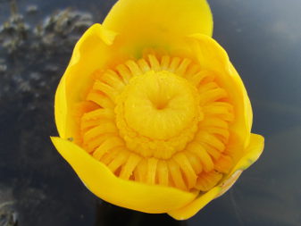 Глечики жовті (Nuphar lutea)