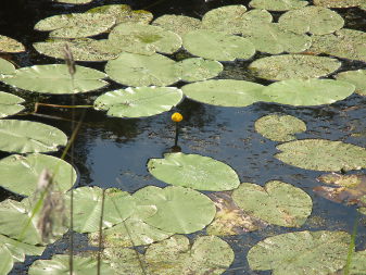 Yellow Water-lily (Nuphar lutea)