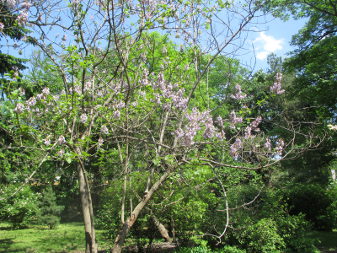 Павловния войлочная (Paulownia tomentosa)