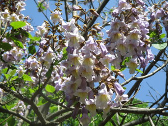 Павловния войлочная (Paulownia tomentosa)