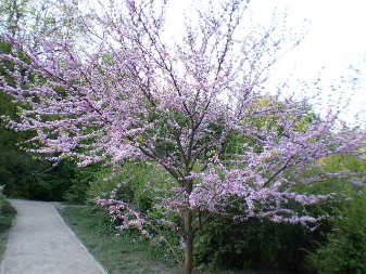 Церцис канадський (Cercis canadensis)